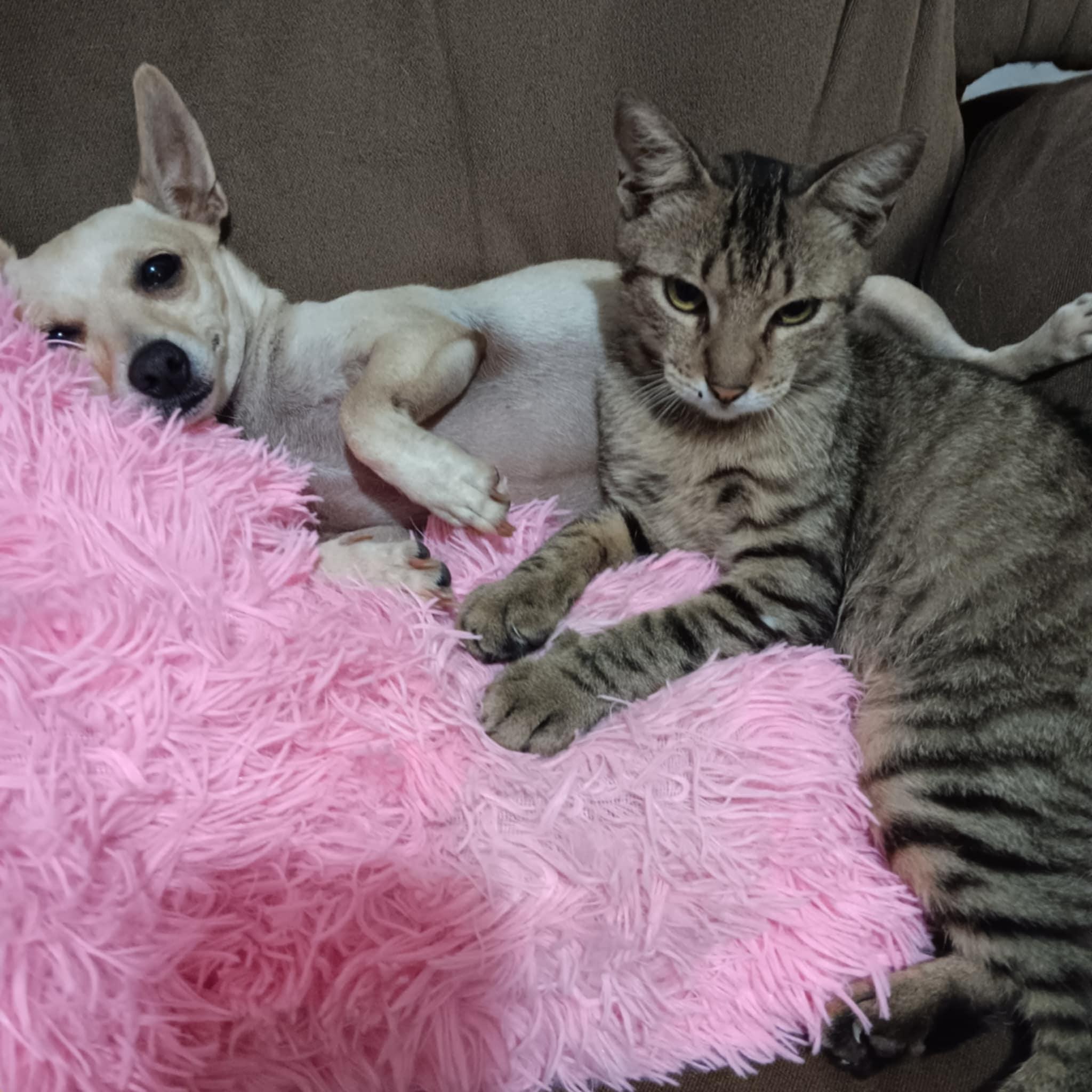 Cole, Baby Male Tabby