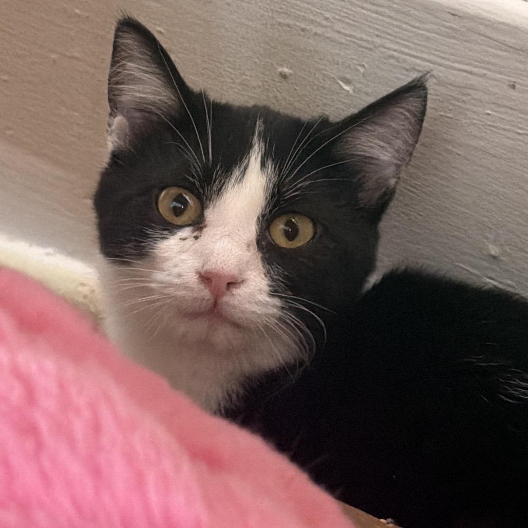 Amos, Adoptable, Kitten Female Domestic Short Hair.