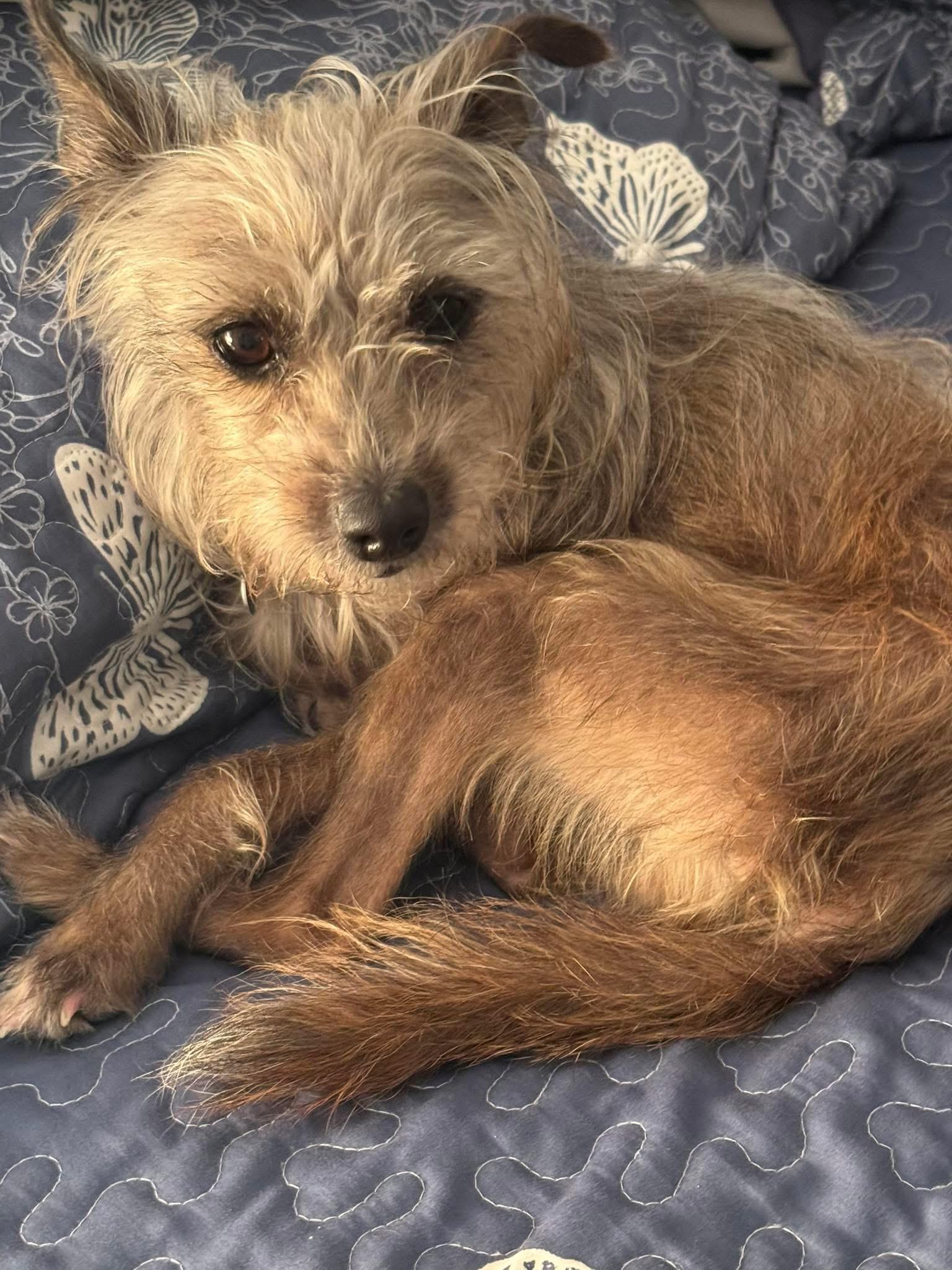 Enlarge Elly , an adopted mixed breed in Boynton Beach, FL image 2/6