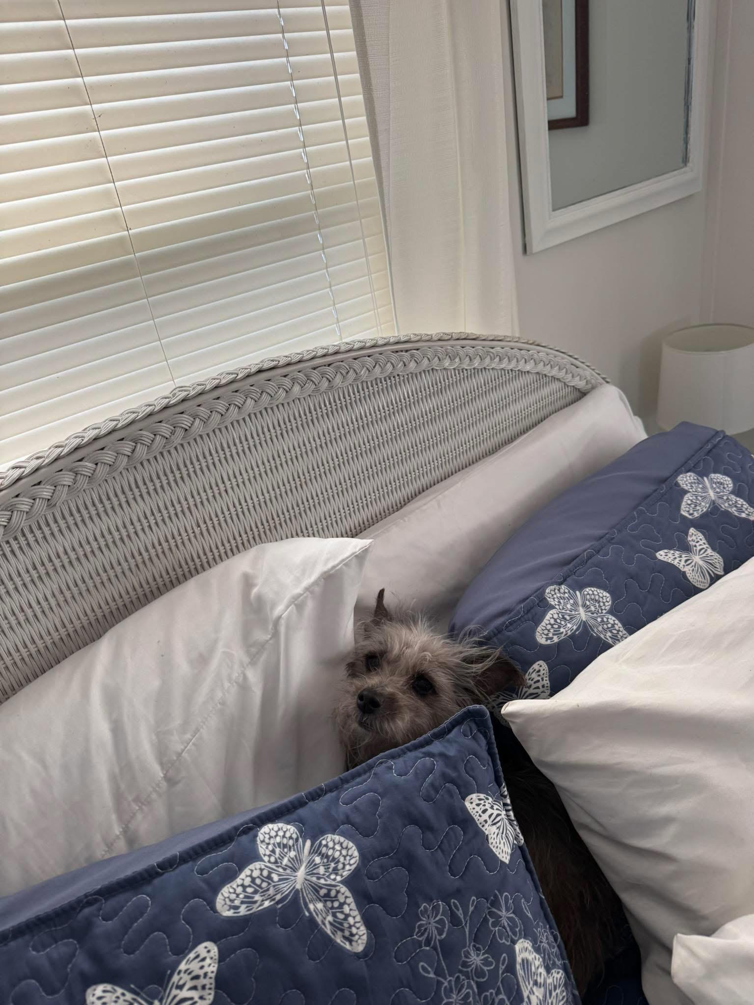 Enlarge Elly , an adopted mixed breed in Boynton Beach, FL image 6/6