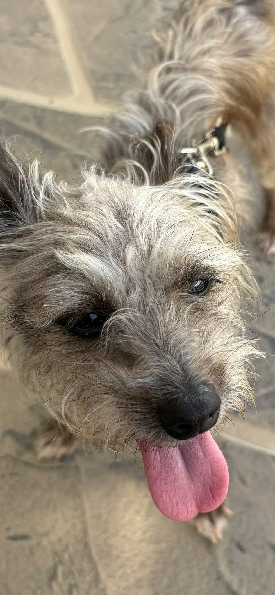 Elly , adopted, Young Female Yorkshire Terrier & Miniature Schnauzer.