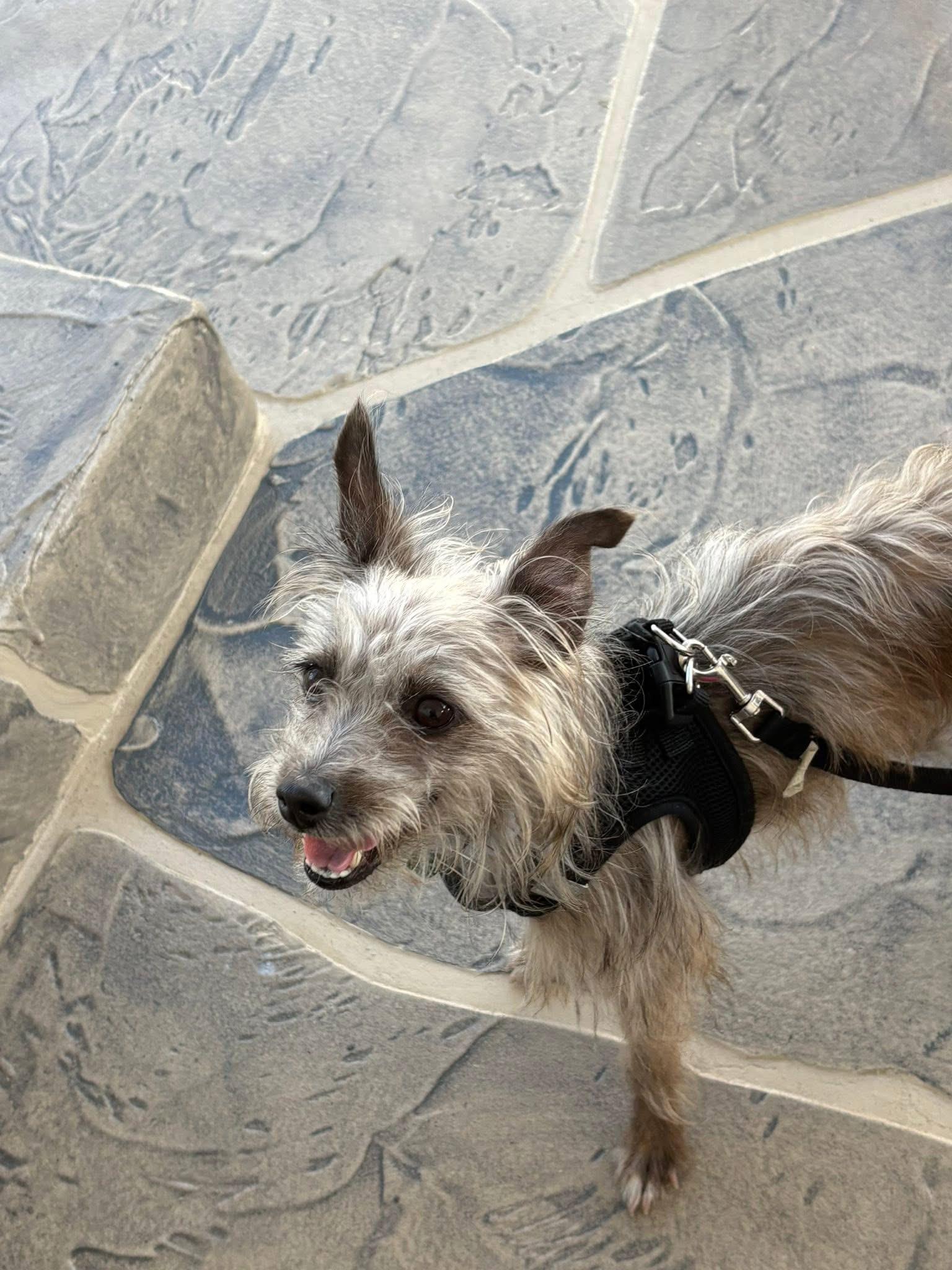 Enlarge Elly , an adopted mixed breed in Boynton Beach, FL image 3/6