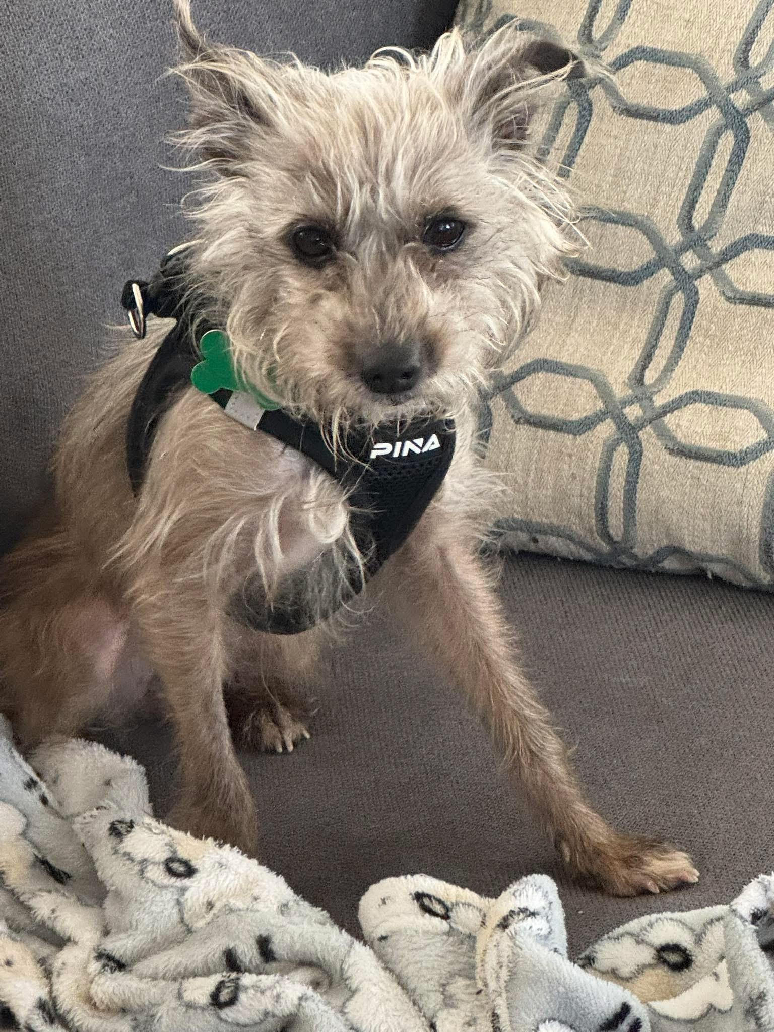 Enlarge Elly , an adopted mixed breed in Boynton Beach, FL image 5/6