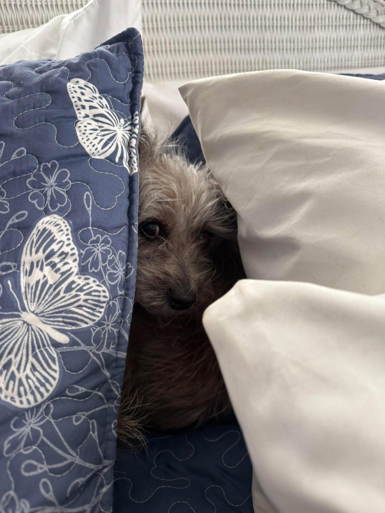 Enlarge Elly , an adopted mixed breed in Boynton Beach, FL image 4/6