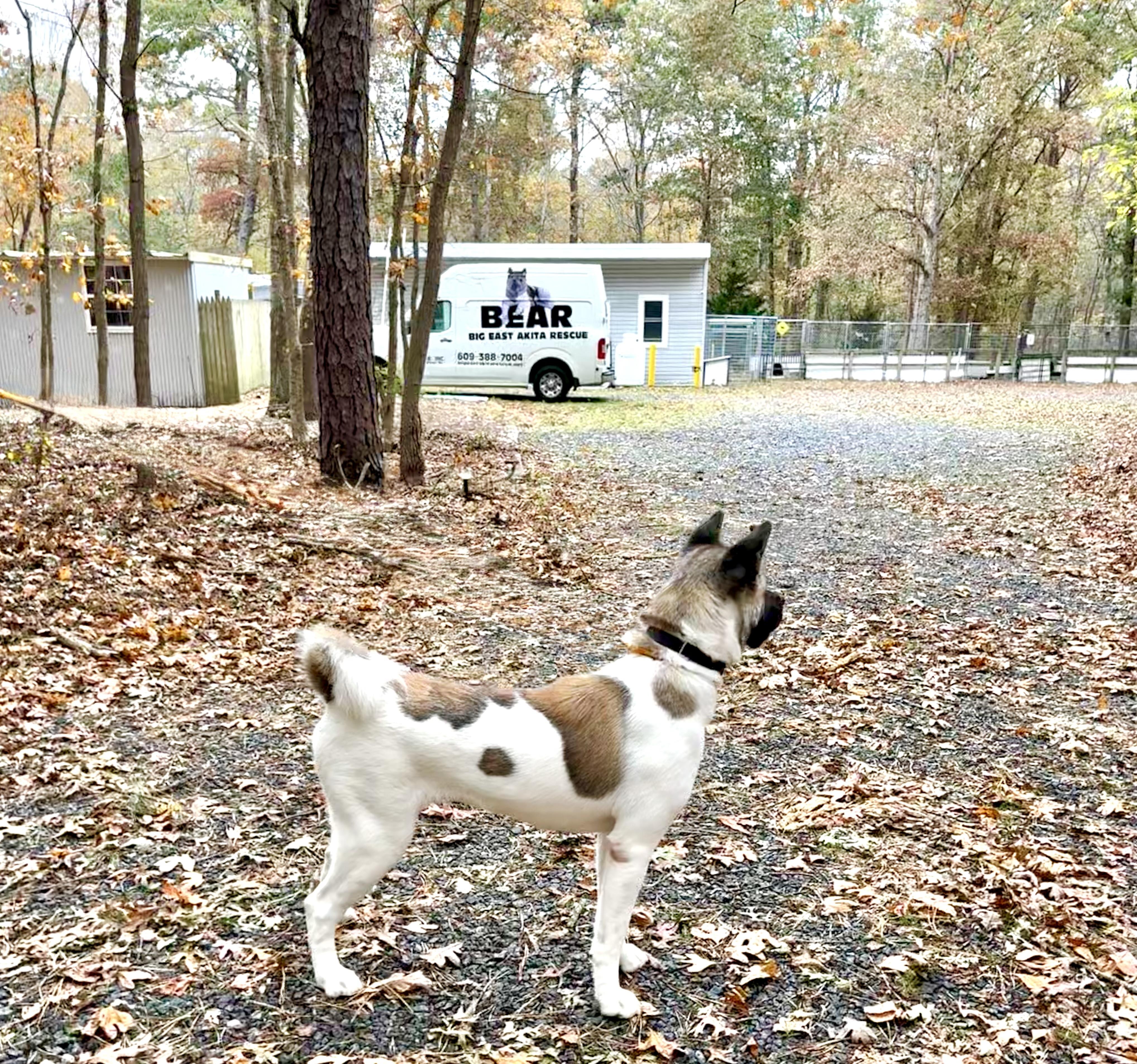 Zoey, a Adopted Akita in Toms River, NJ image 2/5