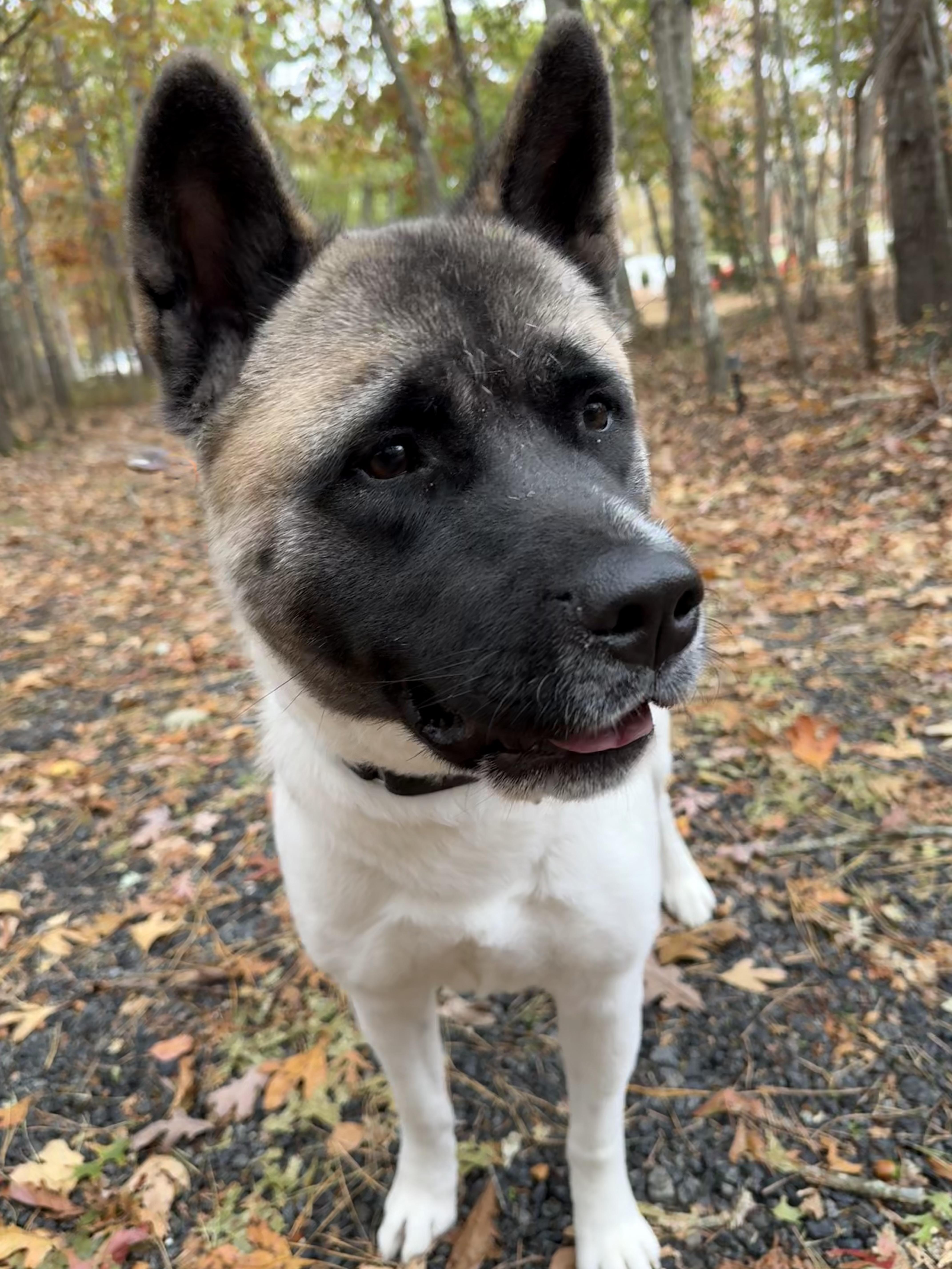 Zoey, a Adopted Akita in Toms River, NJ image 1/5