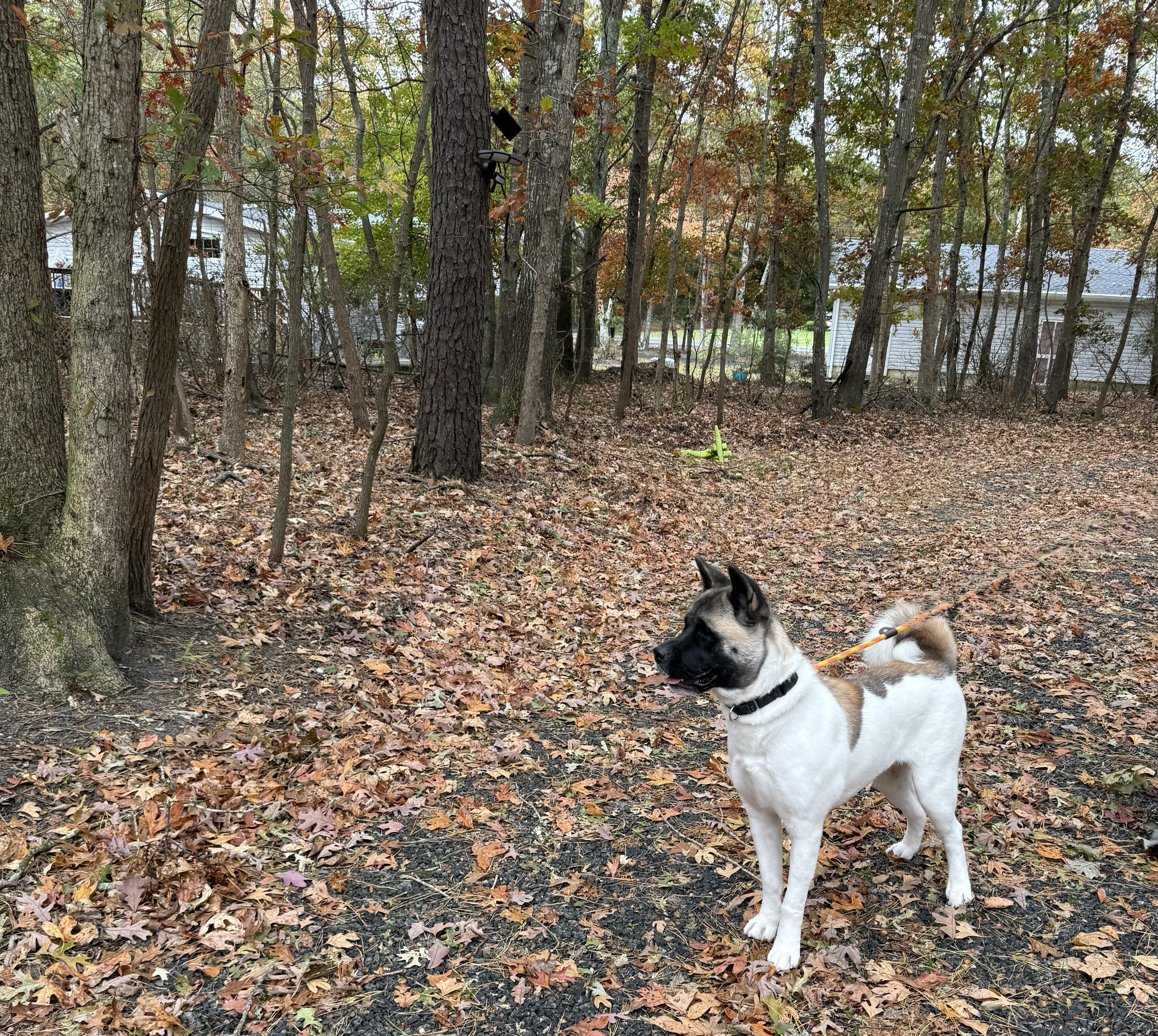 Zoey, a Adopted Akita in Toms River, NJ image 4/5