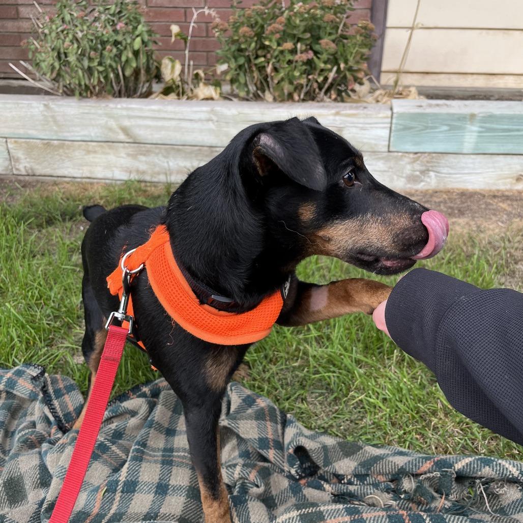 Enlarge Glen, a Adoptable mixed breed in Minneapolis, MN image 1/3