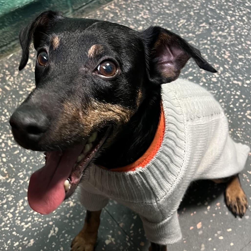 Enlarge Glen, a Adoptable mixed breed in Minneapolis, MN image 2/3