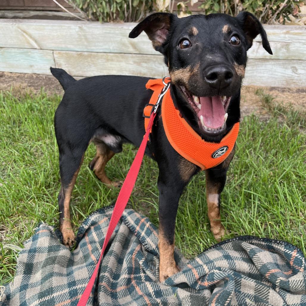 Enlarge Glen, a Adoptable mixed breed in Minneapolis, MN image 3/3