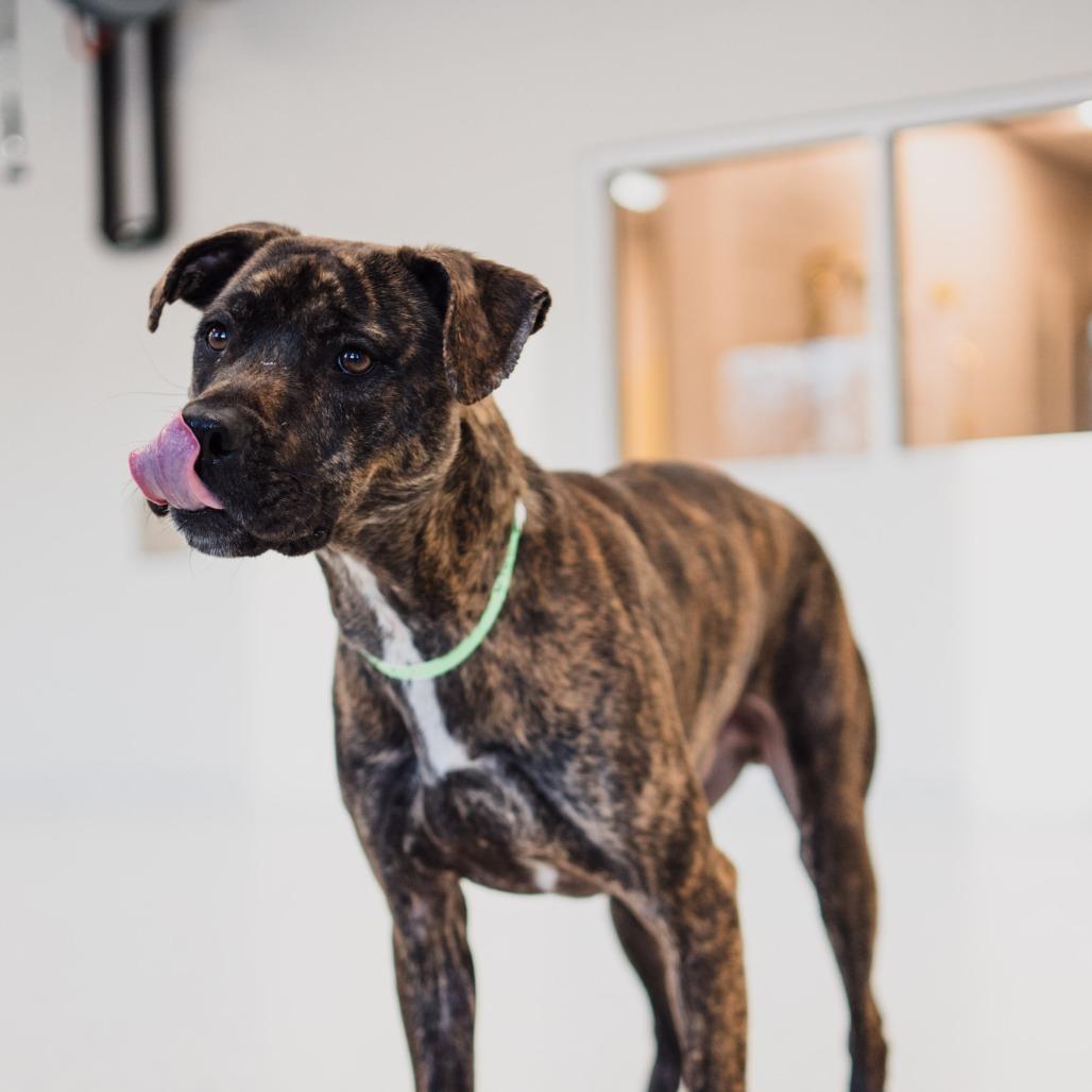 Enlarge Bala, a Adoptable mixed breed in Fort Wayne, IN image 1/6