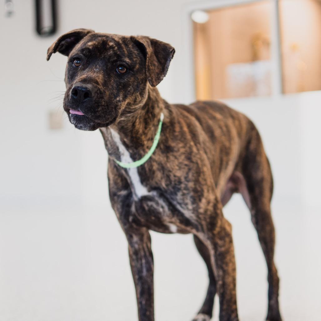Enlarge Bala, a Adoptable mixed breed in Fort Wayne, IN image 2/6