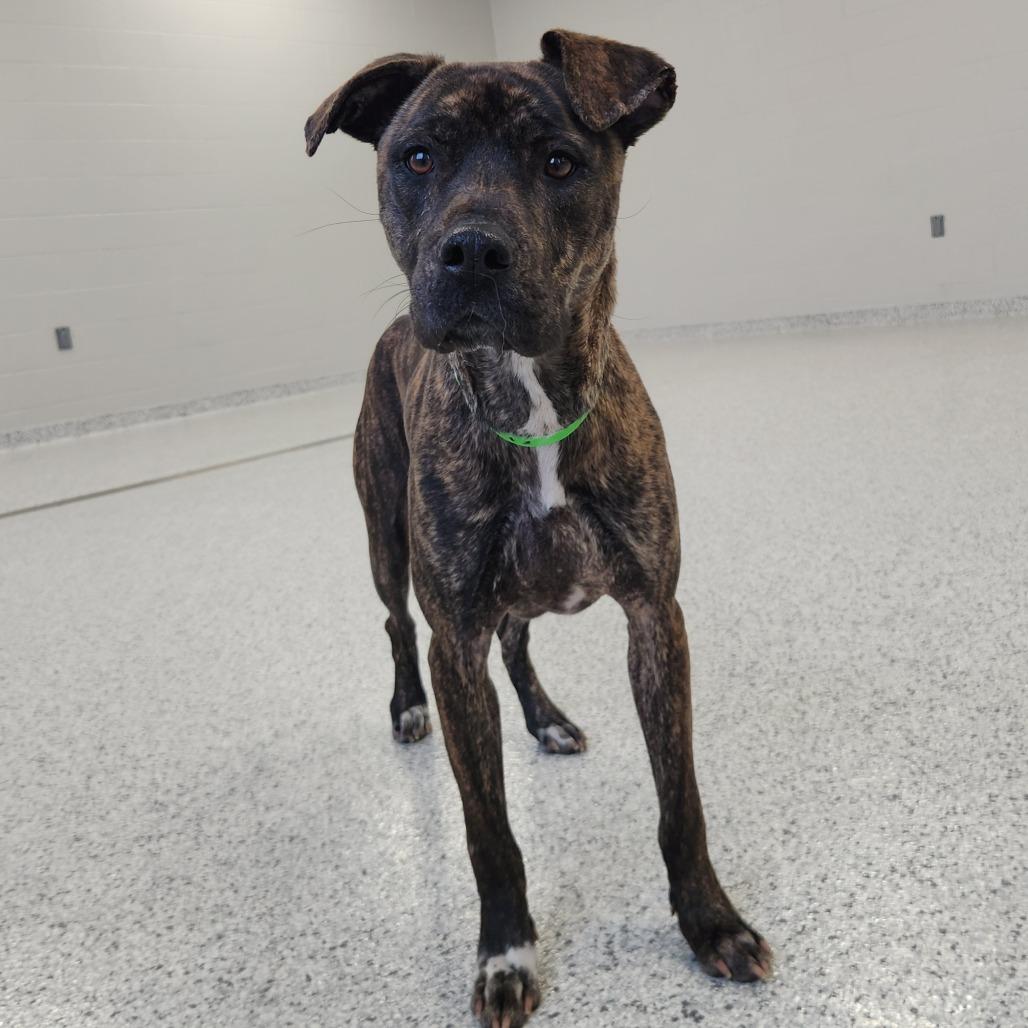 Enlarge Bala, a Adoptable mixed breed in Fort Wayne, IN image 3/6