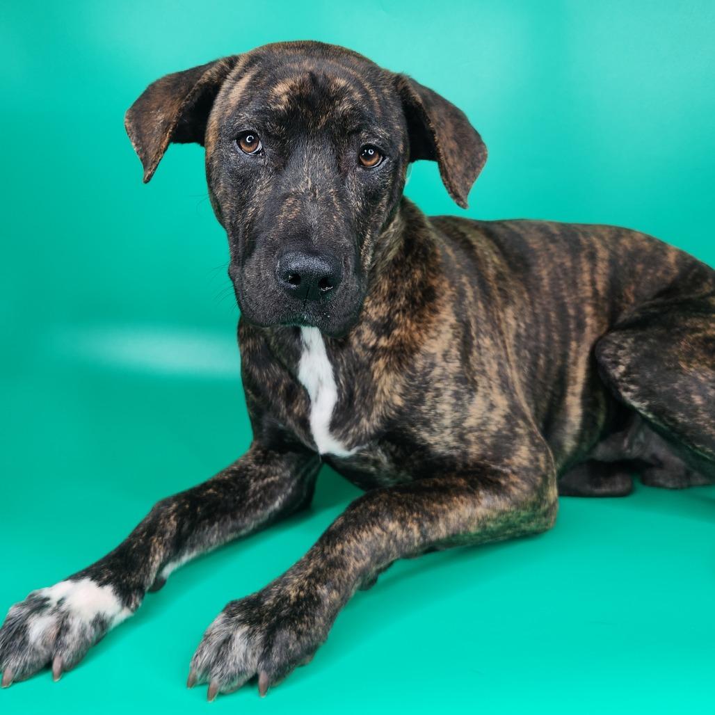Enlarge Bala, a Adoptable mixed breed in Fort Wayne, IN image 4/6