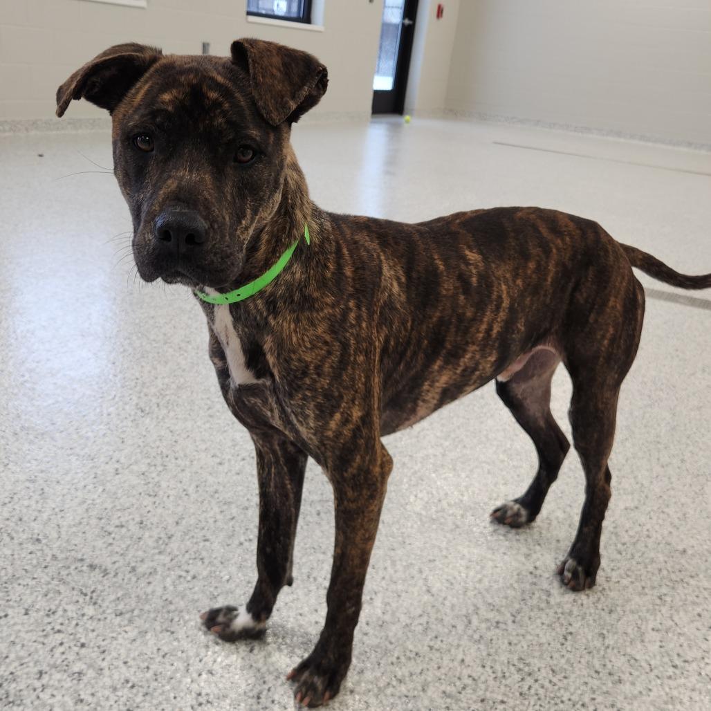 Enlarge Bala, a Adoptable mixed breed in Fort Wayne, IN image 6/6