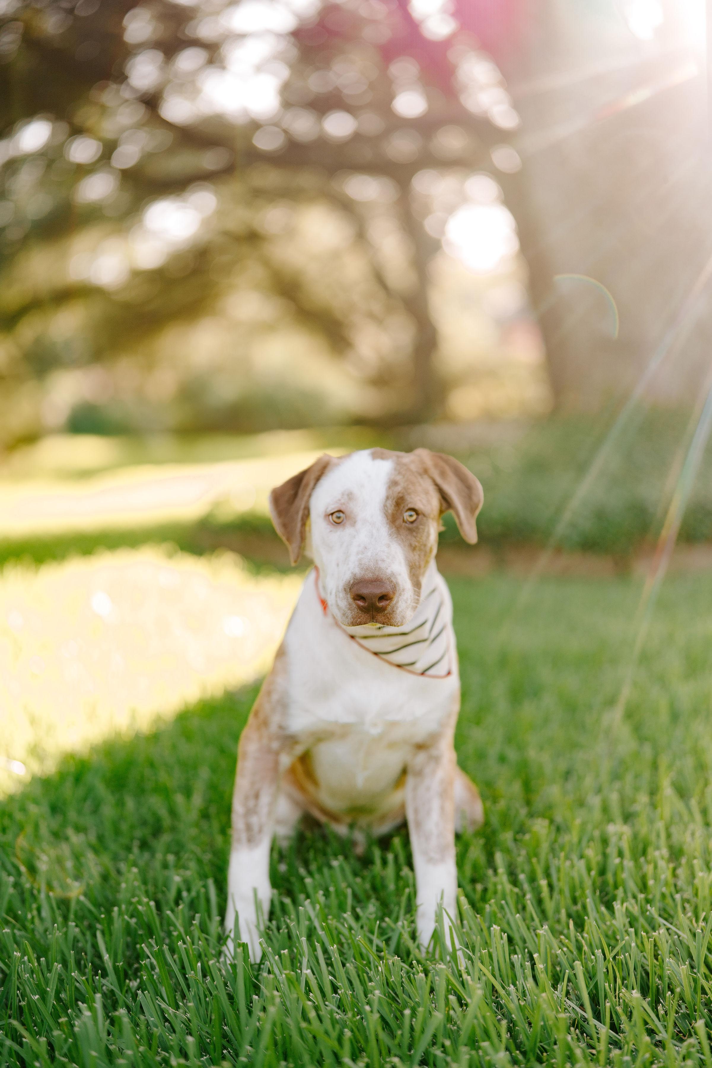 Atlas, Young Male Labrador Retriever
