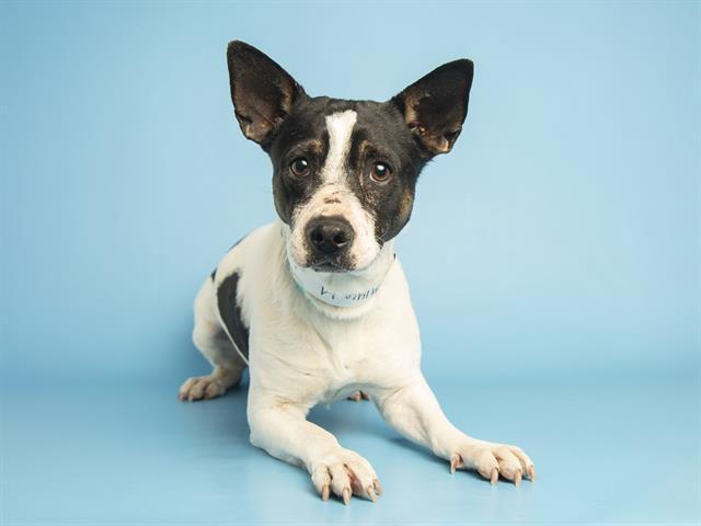 Enlarge VACITA, a Adoptable Chihuahua in Phoenix, AZ image 1/1