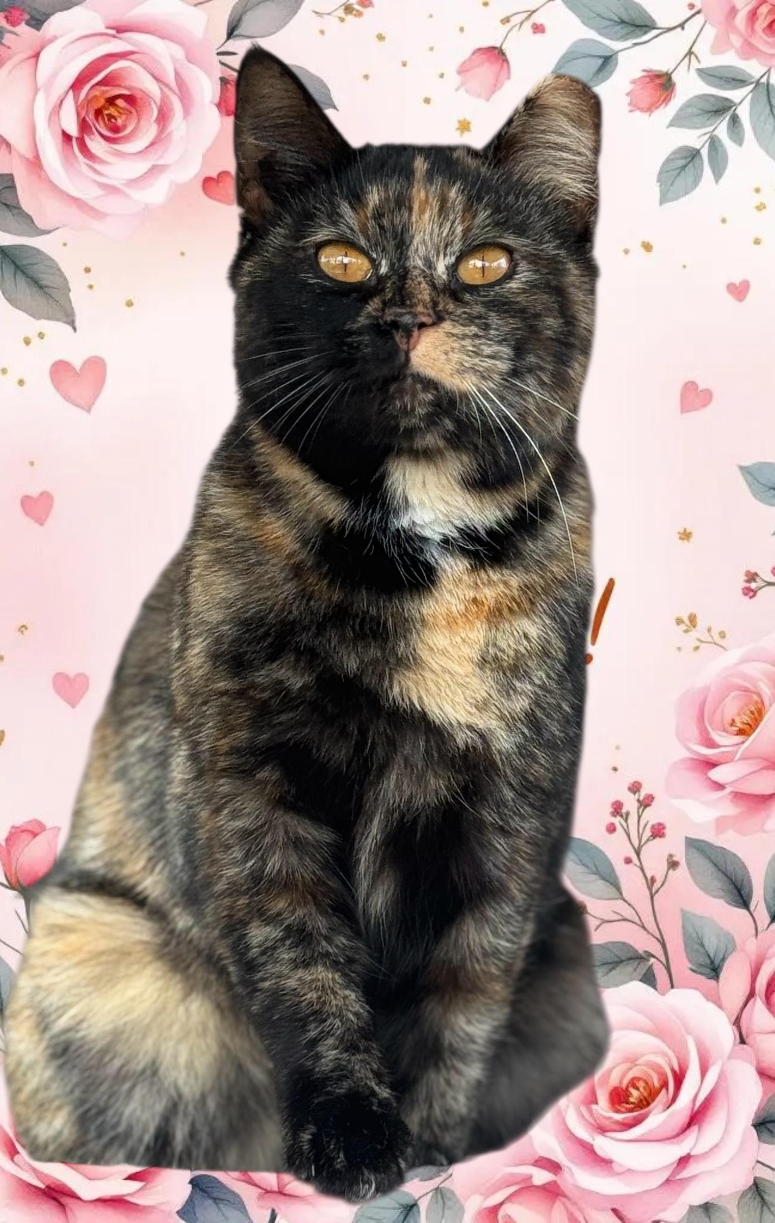 Enlarge Vespera , an adopted Domestic Short Hair in Sedalia, MO image 1/1