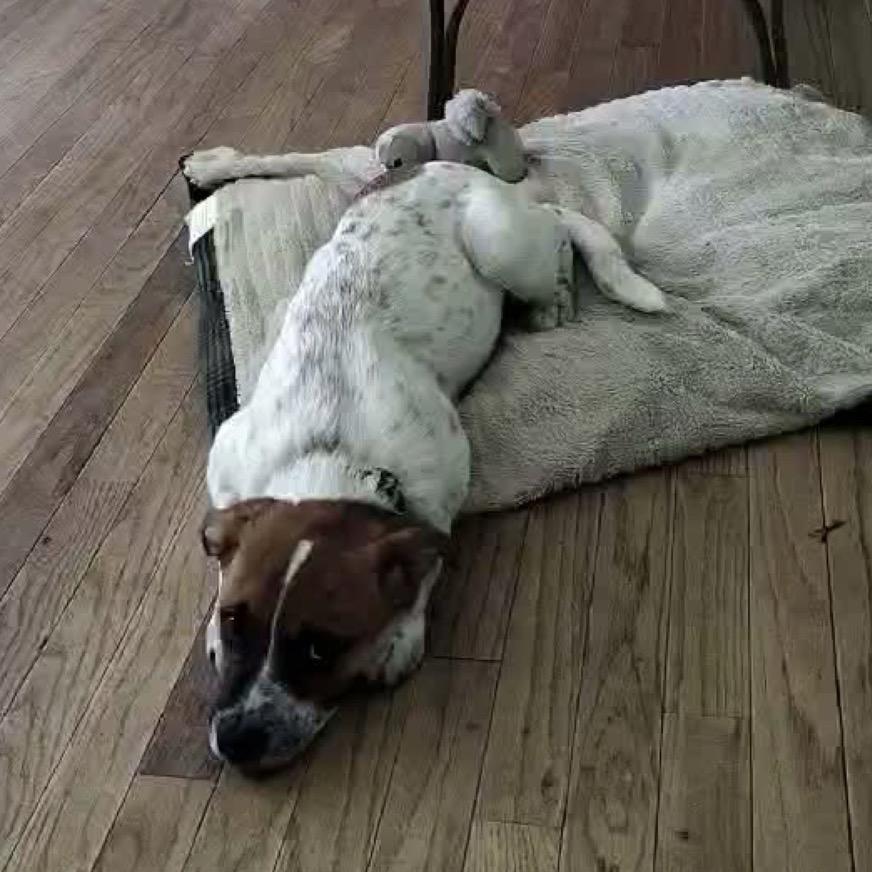 Arlo, Adoptable, Puppy Male Hound & Mixed Breed.
