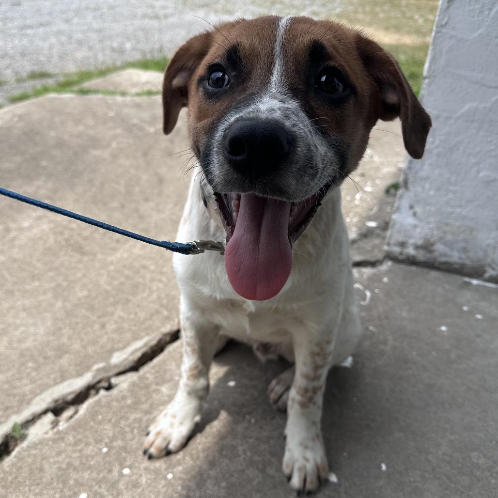 Arlo, a Adoptable mixed breed in Marion, IL image 2/6