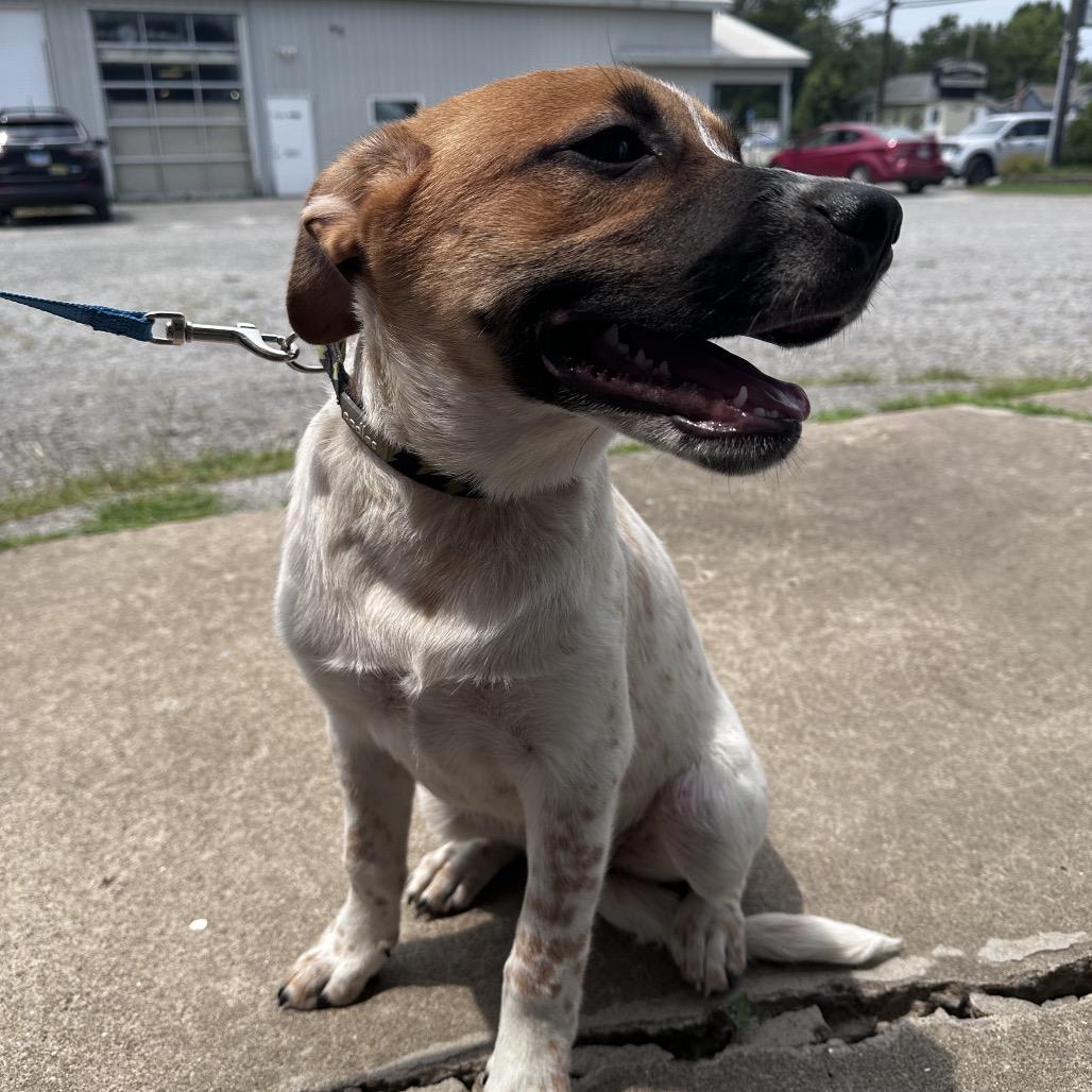 Arlo, a Adoptable mixed breed in Marion, IL image 4/6