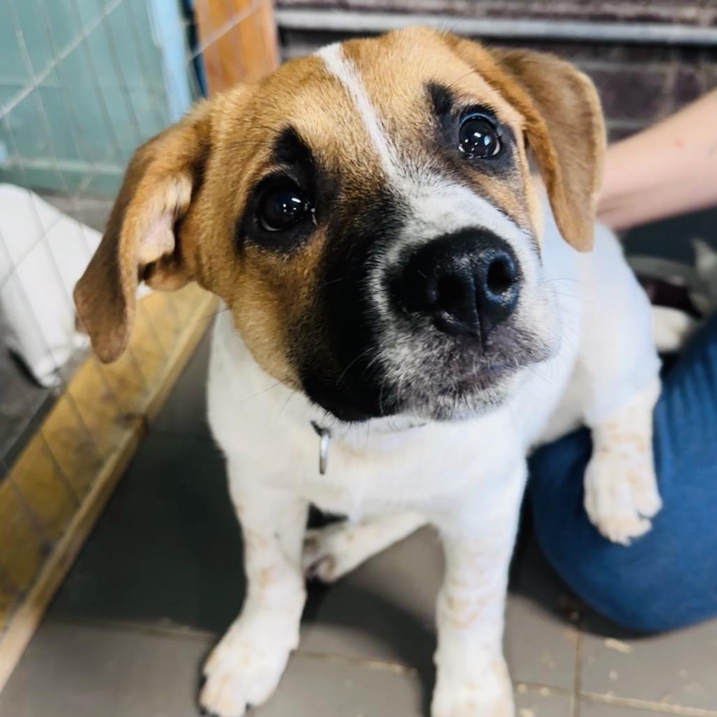 Arlo, a Adoptable mixed breed in Marion, IL image 5/6