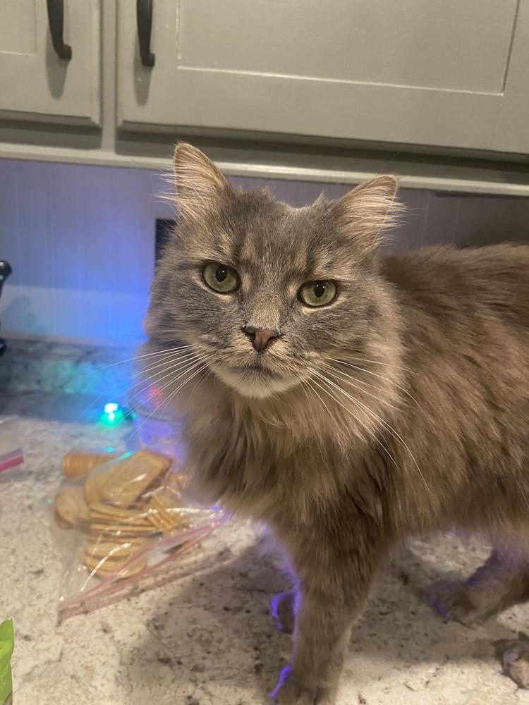 Eloise, Adoptable, Senior Female Domestic Long Hair.