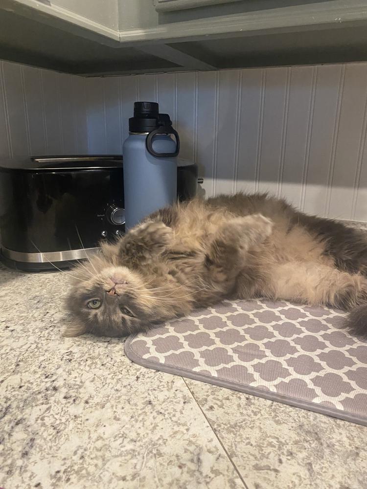 Enlarge Eloise, a Adoptable mixed breed in Lake Wylie, SC image 2/4