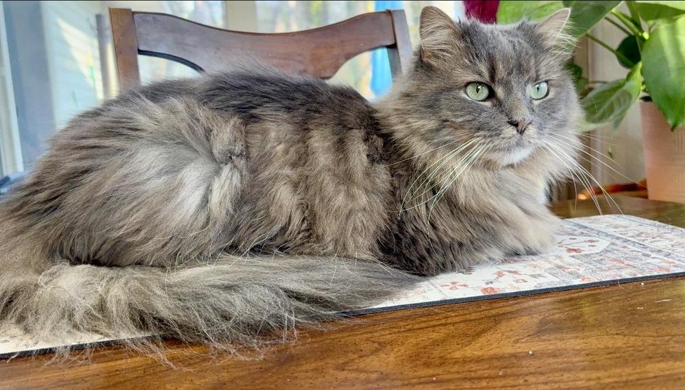 Enlarge Eloise, a Adoptable mixed breed in Lake Wylie, SC image 3/4