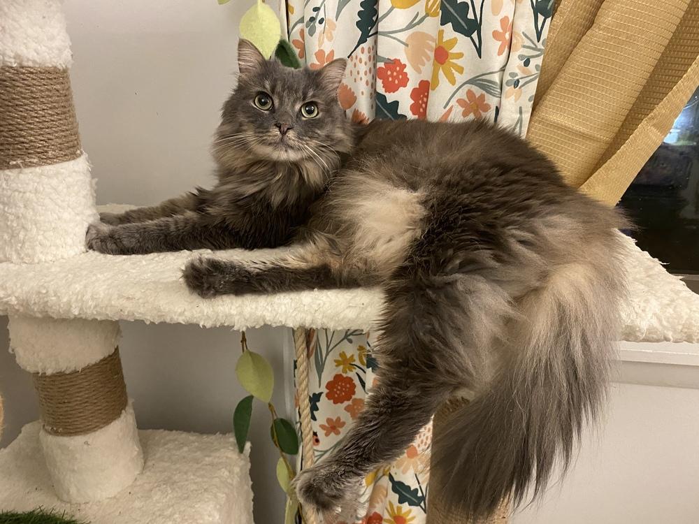 Enlarge Eloise, a Adoptable mixed breed in Lake Wylie, SC image 4/4