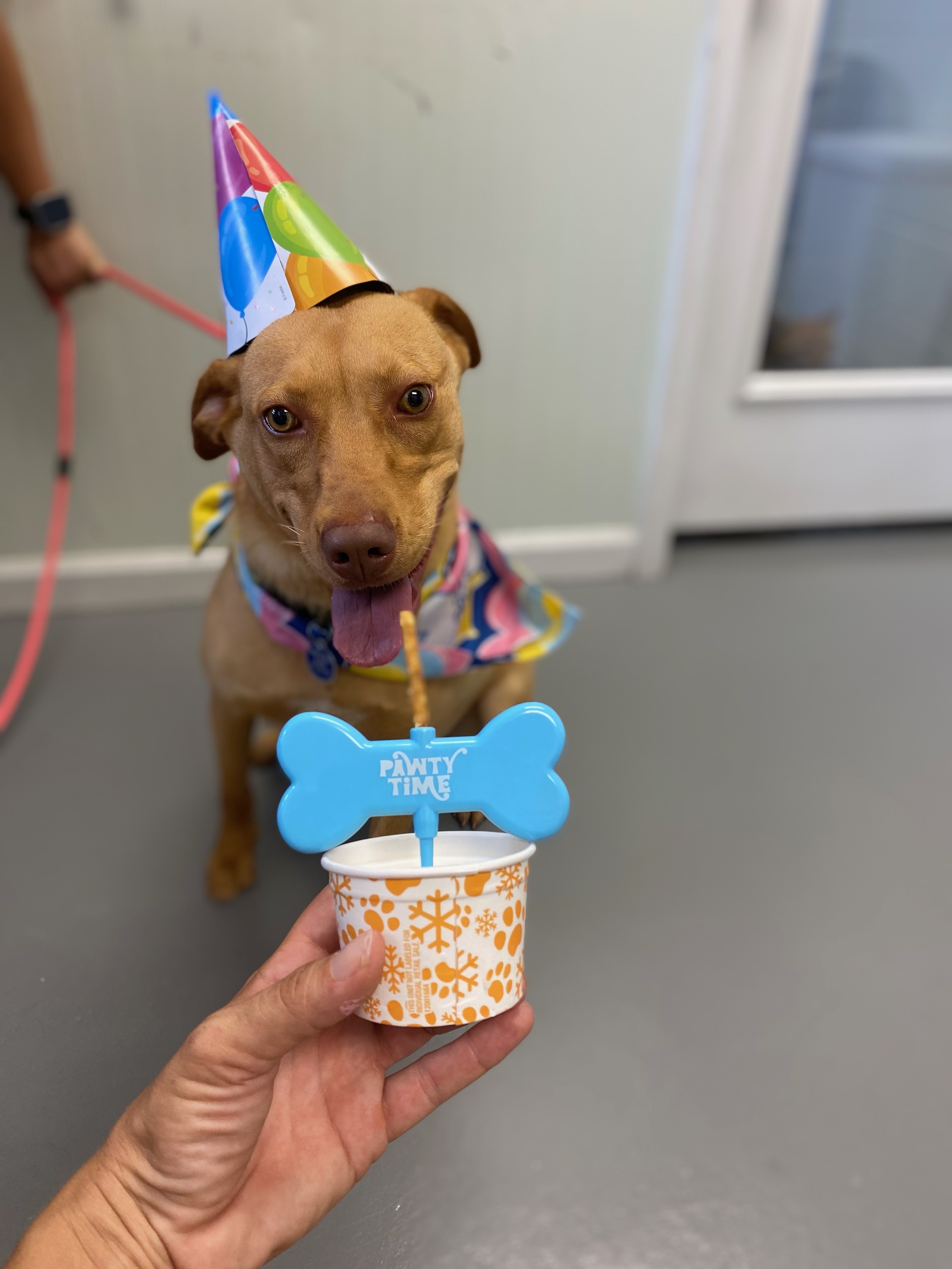Aster, an adoptable Labrador Retriever in Burgaw, NC, 28425 | Photo Image 2