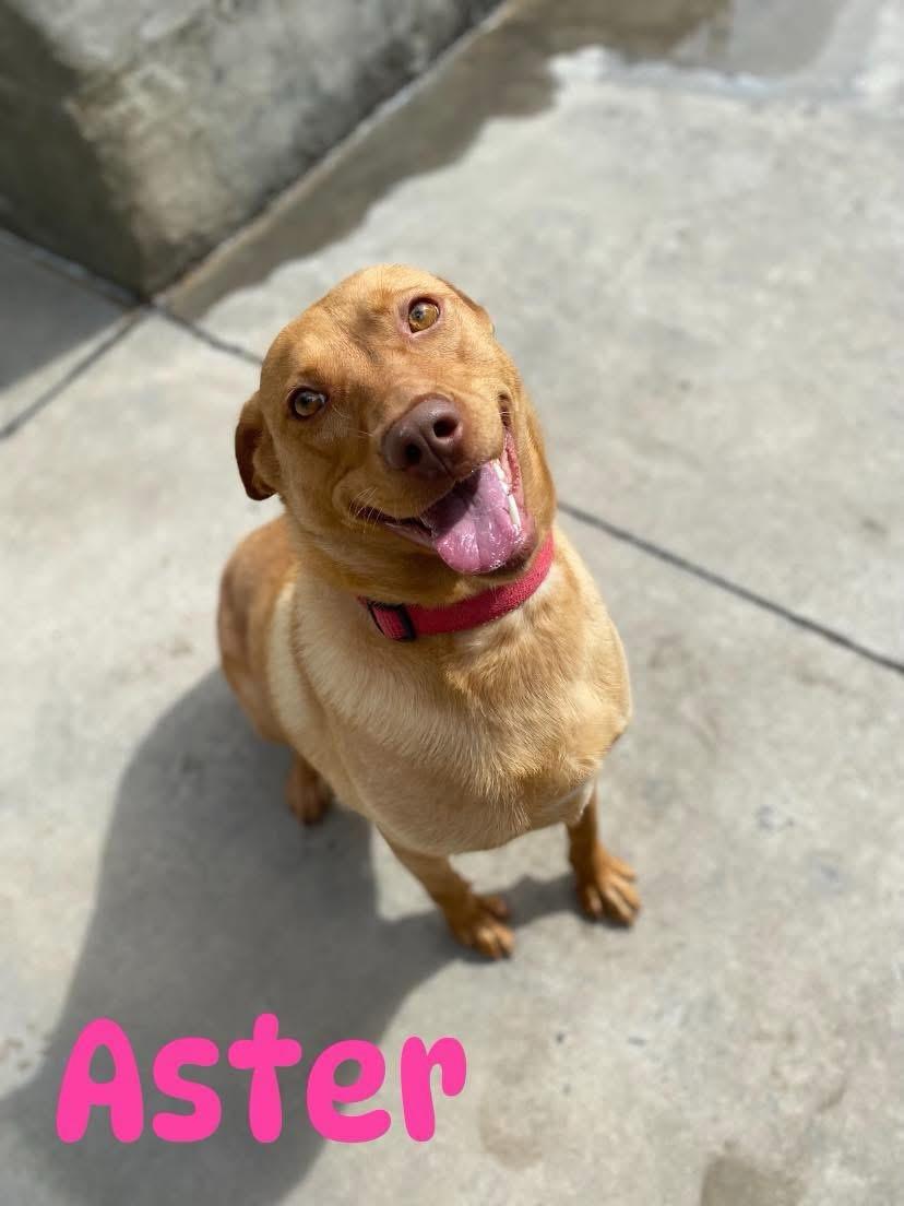 Aster, an adoptable Labrador Retriever in Burgaw, NC, 28425 | Photo Image 1
