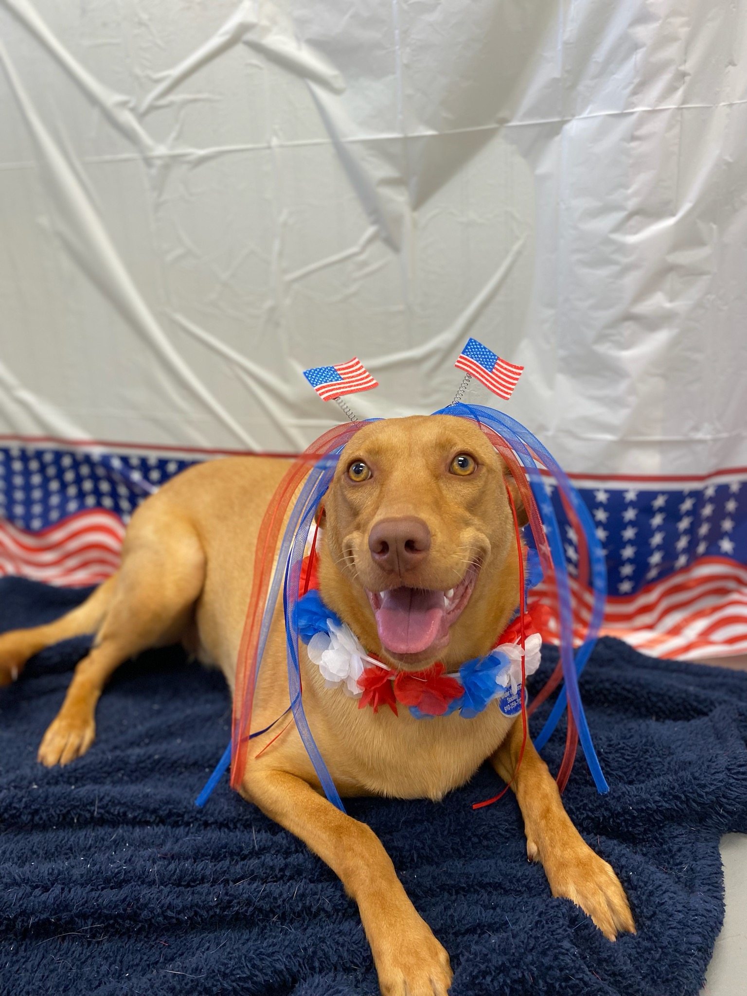 Aster, an adoptable Labrador Retriever in Burgaw, NC, 28425 | Photo Image 3