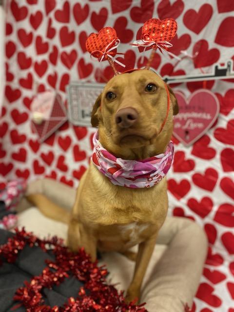 Aster, an adoptable Labrador Retriever in Burgaw, NC, 28425 | Photo Image 4