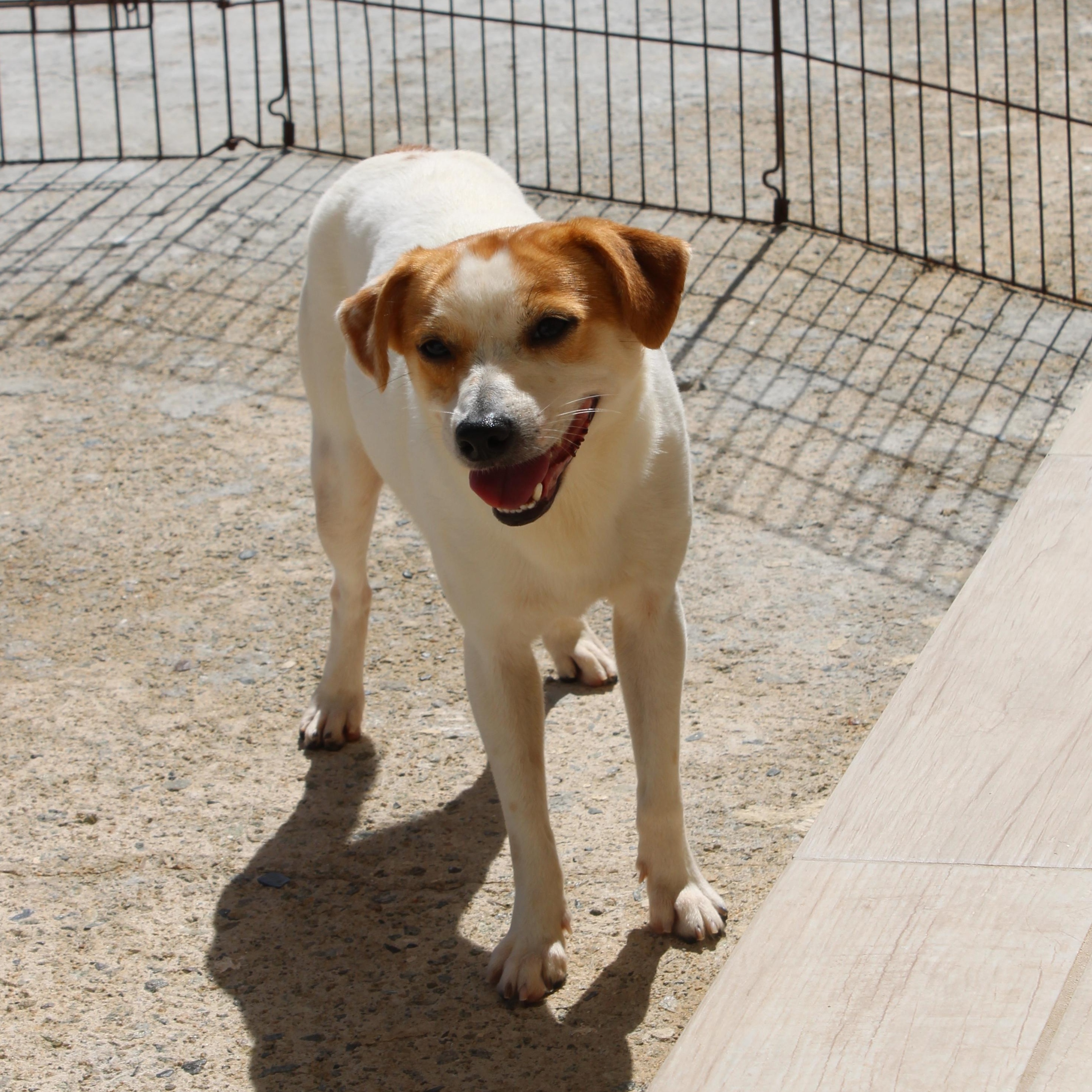 Enlarge Kevin, a Adoptable mixed breed in Levittown , PA image 3/6