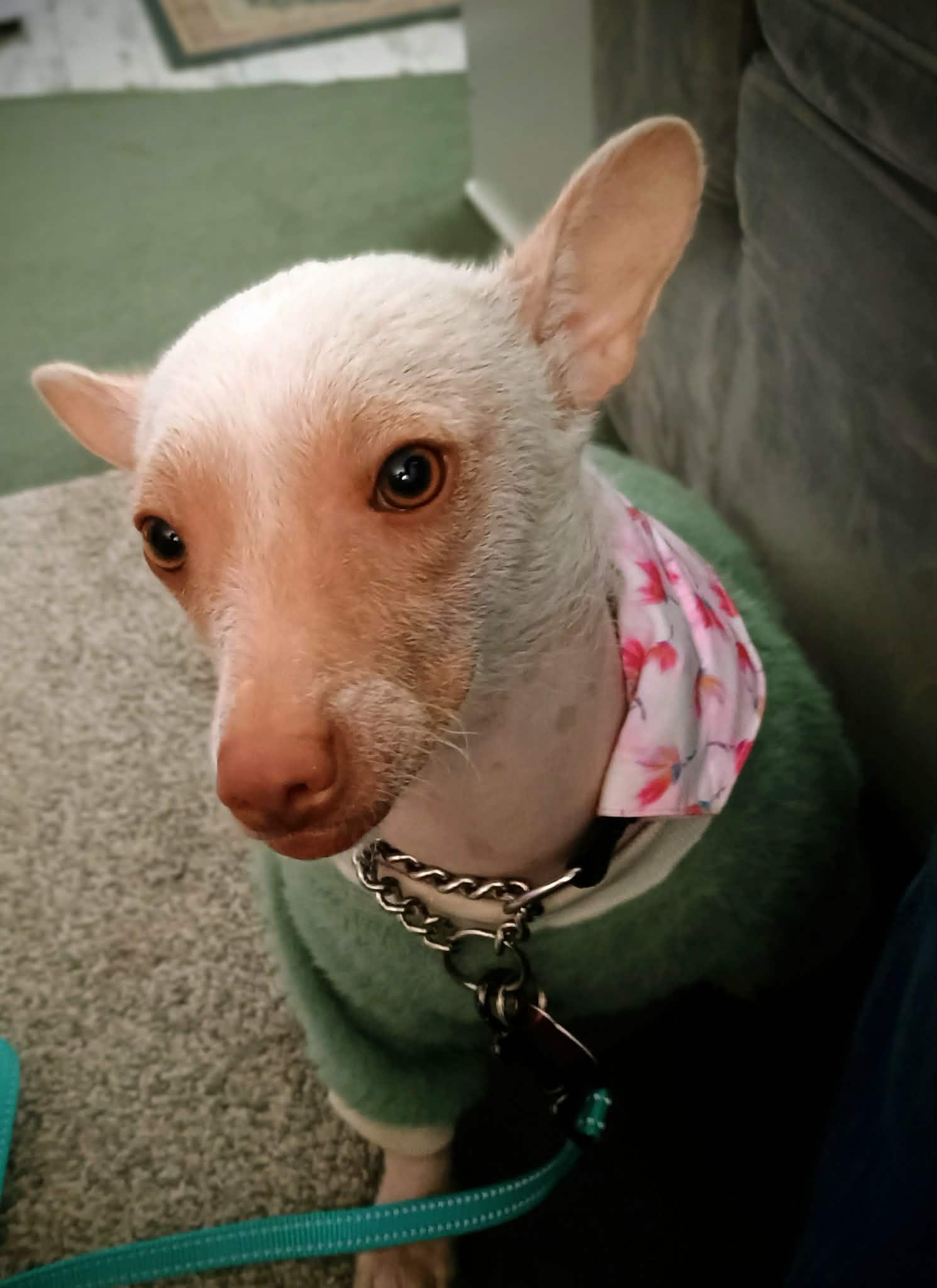 Enlarge PINKY, a ADOPTABLE mixed breed in Yakima, WA image 5/6