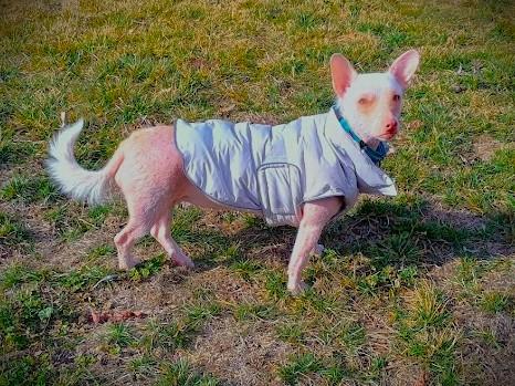 Enlarge PINKY, a ADOPTABLE mixed breed in Yakima, WA image 4/6