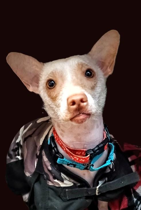 Enlarge PINKY, a ADOPTABLE mixed breed in Yakima, WA image 1/6