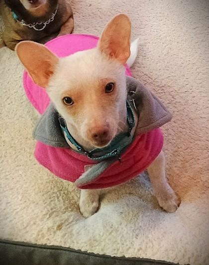 Enlarge PINKY, a ADOPTABLE mixed breed in Yakima, WA image 2/6