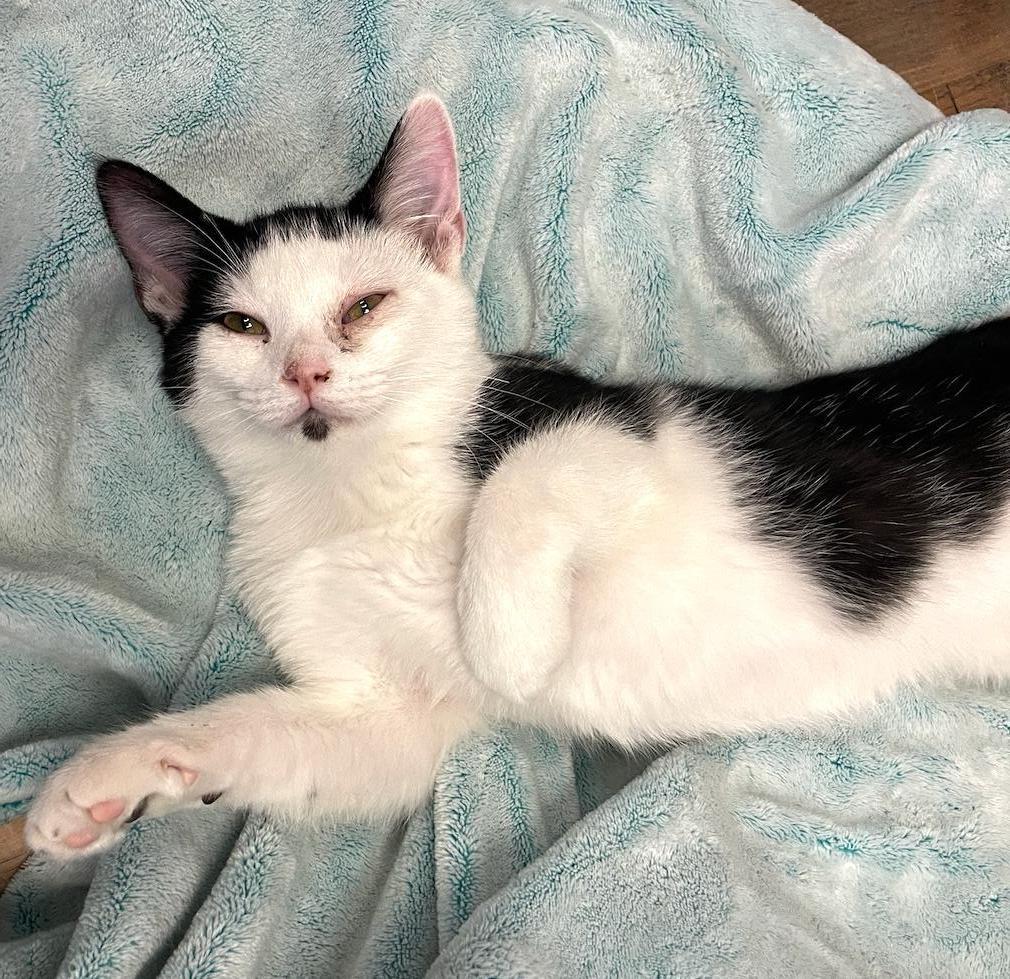 Goose, Adoptable, Kitten Male Domestic Short Hair.