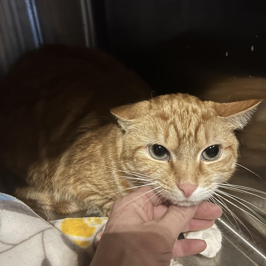 Enlarge Orange juice, a Adoptable Domestic Short Hair in Veneta, OR image 2/2