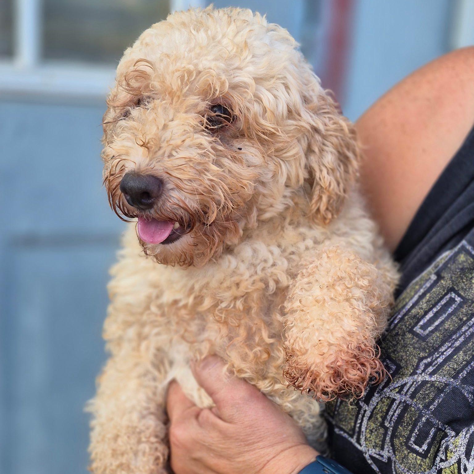 Enlarge Coy Miller, a Adoptable Miniature Poodle in Plano, TX image 1/1