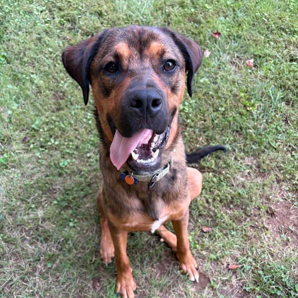 Enlarge Kyle, a Adoptable mixed breed in Potomac, MD image 1/6