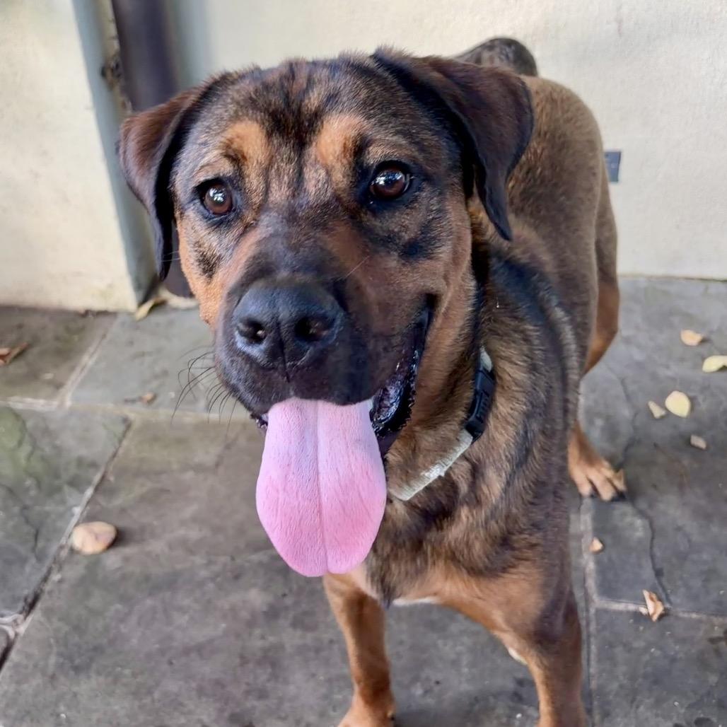 Enlarge Kyle, a Adoptable mixed breed in Potomac, MD image 2/6
