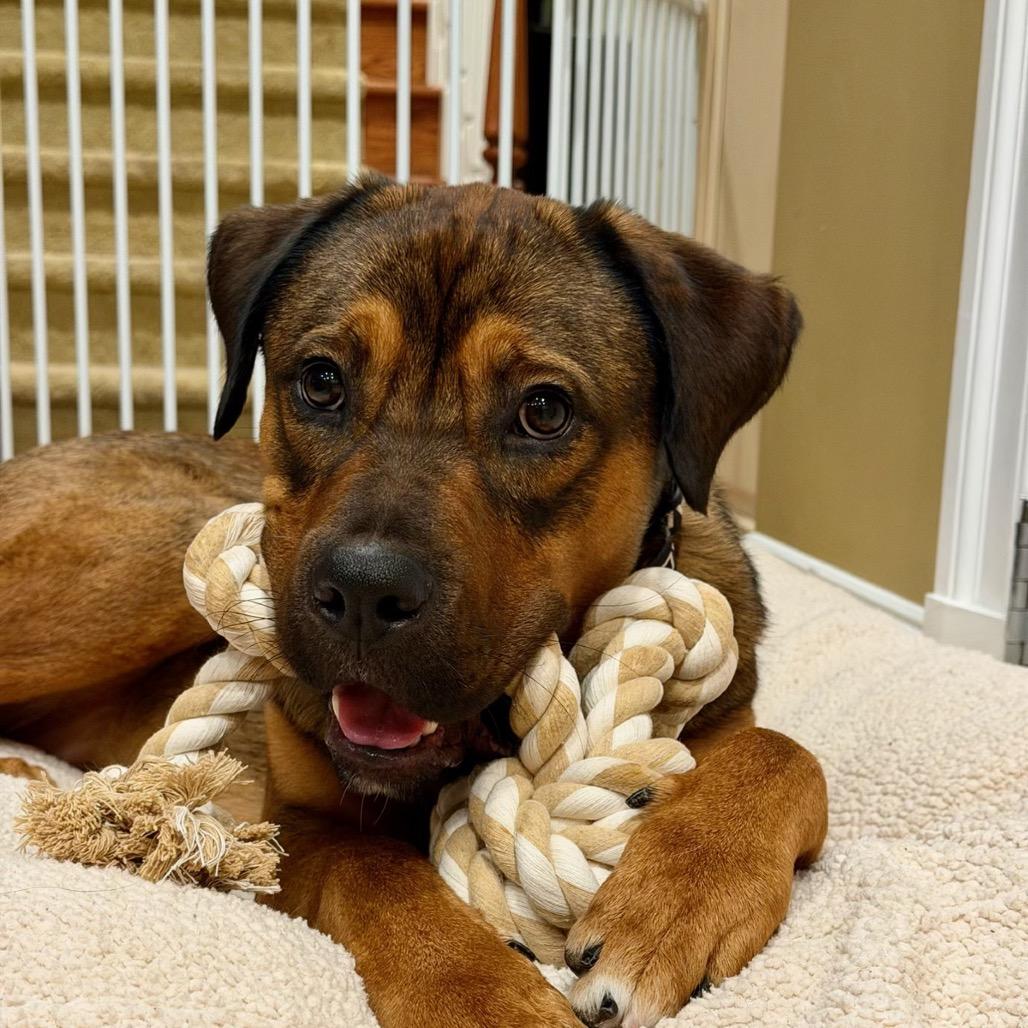 Enlarge Kyle, a Adoptable mixed breed in Potomac, MD image 3/6