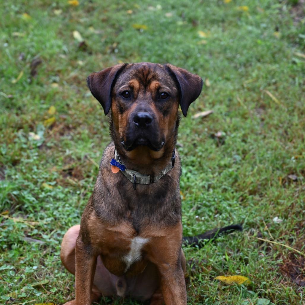 Enlarge Kyle, a Adoptable mixed breed in Potomac, MD image 4/6