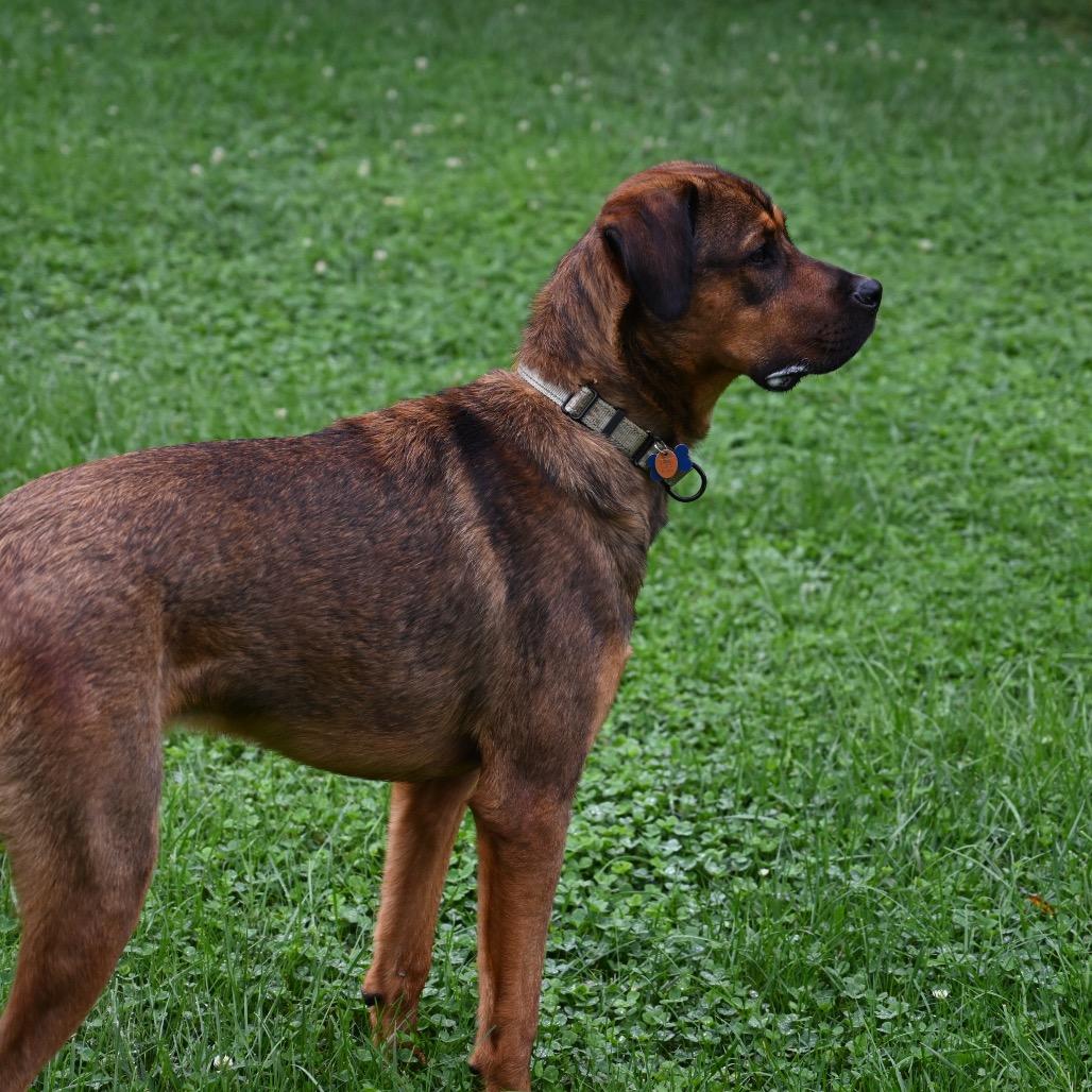 Enlarge Kyle, a Adoptable mixed breed in Potomac, MD image 5/6
