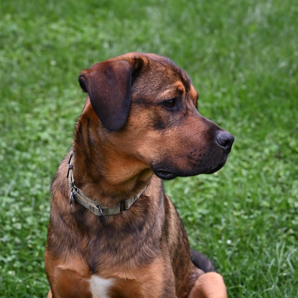 Enlarge Kyle, a Adoptable mixed breed in Potomac, MD image 6/6