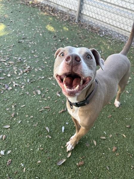 Lucius, Adoptable, Adult Male Mixed Breed & Pit Bull Terrier.