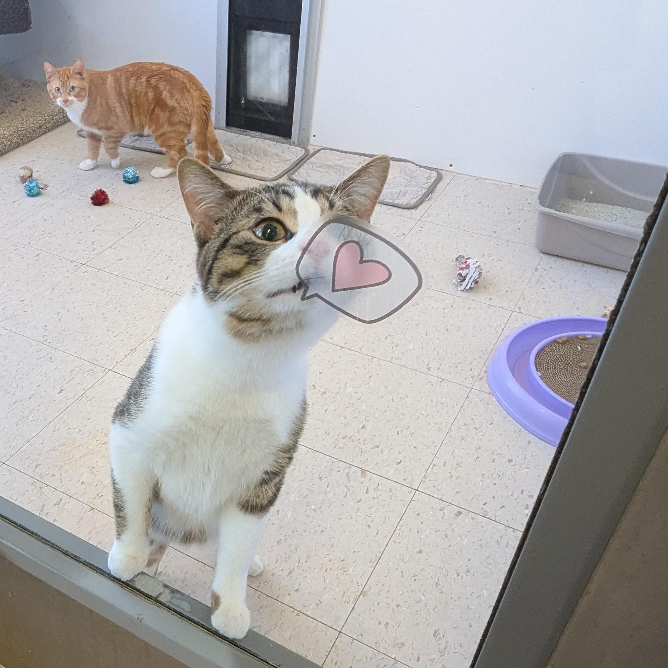 Kiwi, an adopted Domestic Short Hair in Morden, MB image 3/5